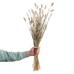 2x Trockenblumen Lagurusgras Länge 70cm FLOWER MARKET In Natur