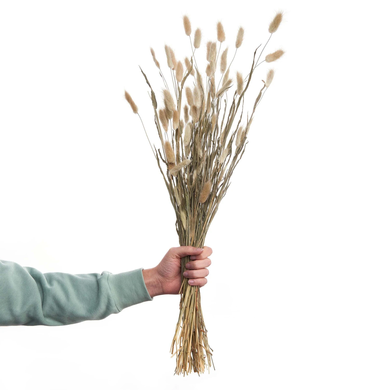 2x Trockenblumen Lagurusgras Länge 70cm FLOWER MARKET In Natur 1 2x Trockenblumen Lagurusgras Länge 70cm FLOWER MARKET In Natur